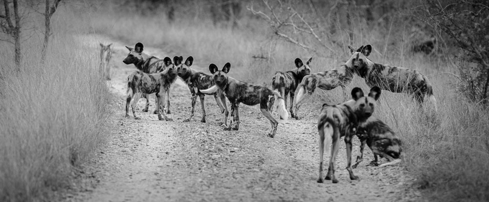 WIld Dogs Mike L WIld Dogs Mike L