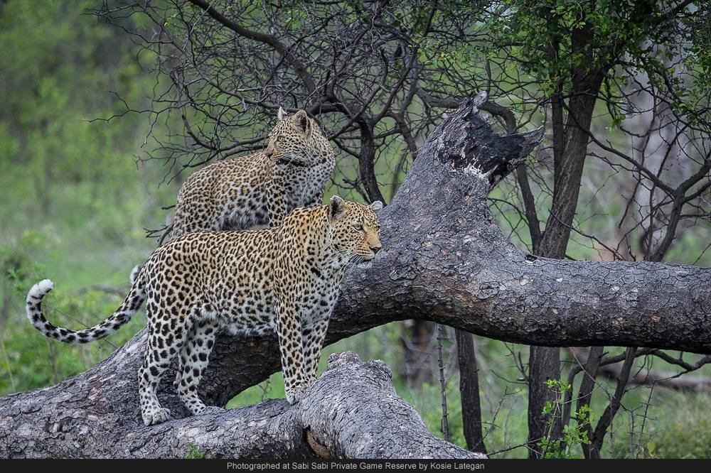 10476123 771875232860130 3817254180180204347 O