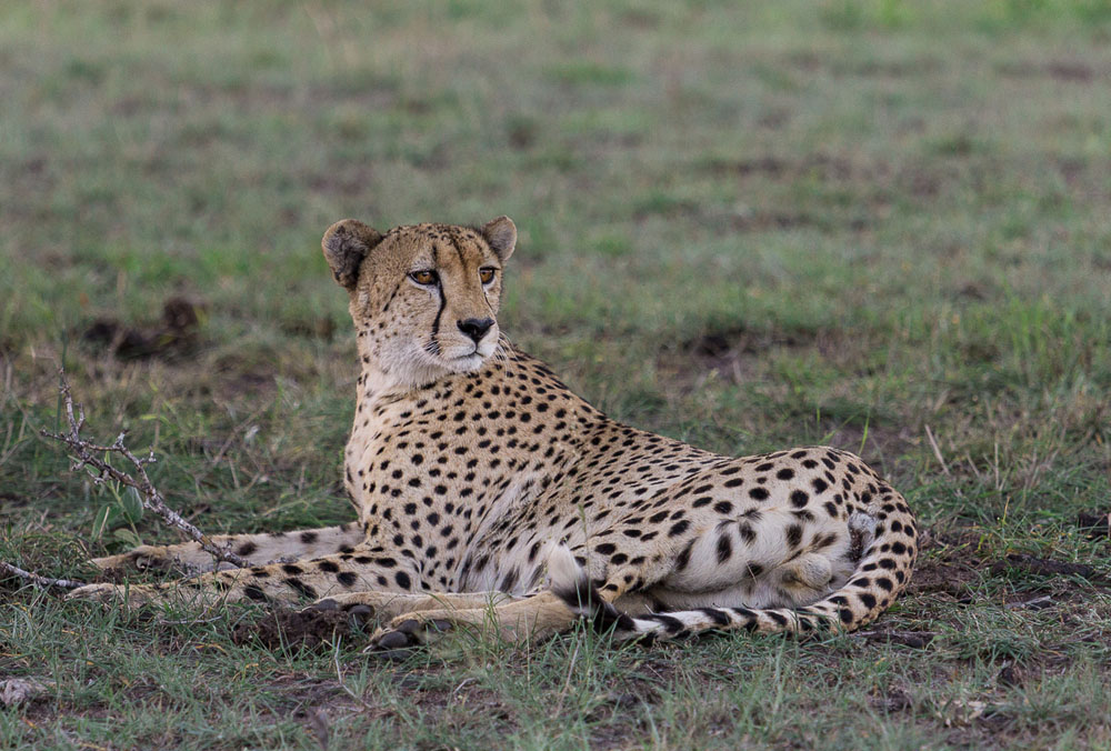 Cheetah3Kosie Cheetah3Kosie