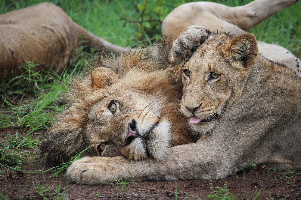 Fransois Rosslee Stix1 1 Of 1 Fransois Rosslee Stix1 1 Of 1