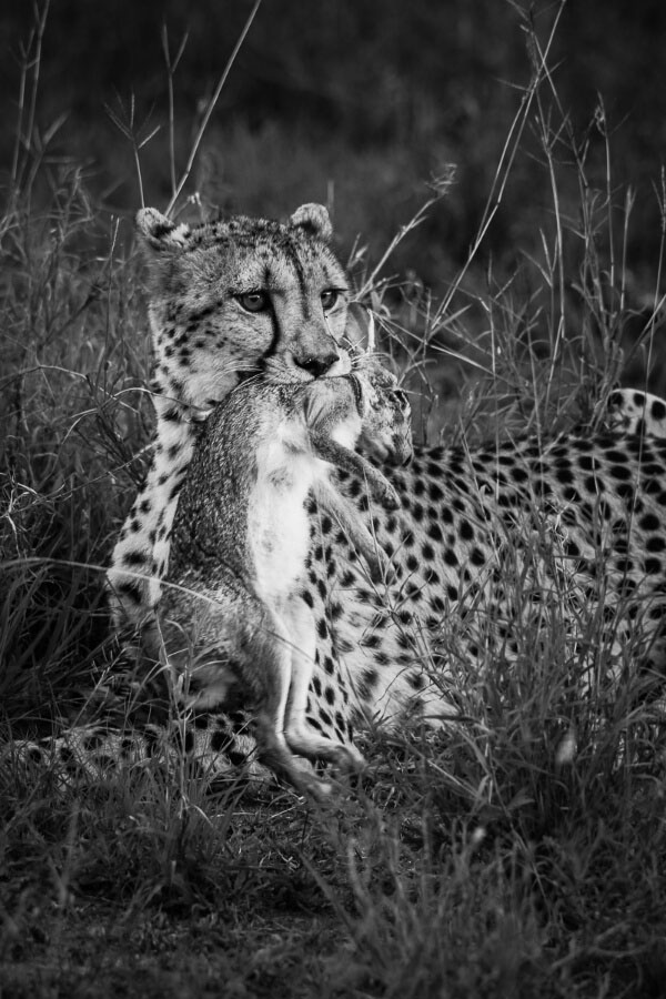 Fransois Rosslee Cheetah7 1 Of 1 Resized