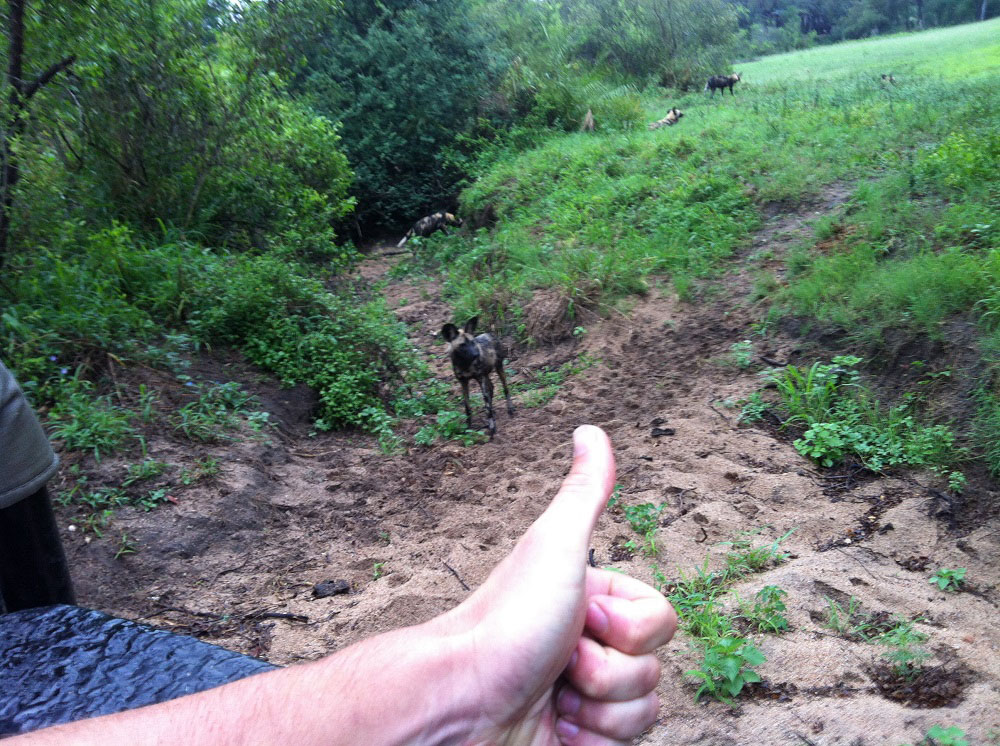 Matt Wild Dog Webready Matt Wild Dog Webready