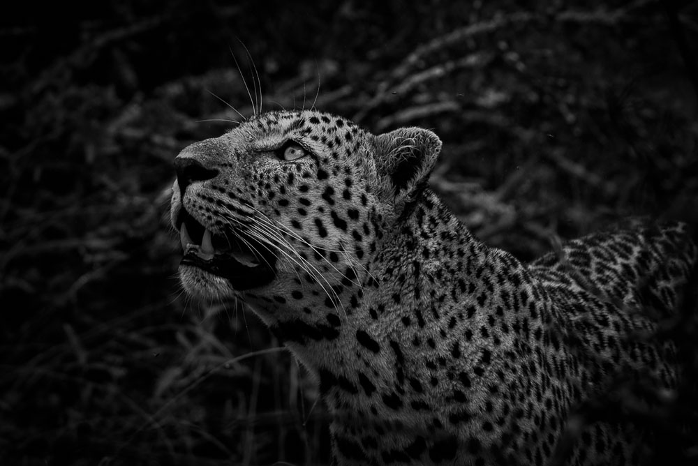 Mike Palmer Monochrome Monday 6 Mike Palmer Monochrome Monday 6