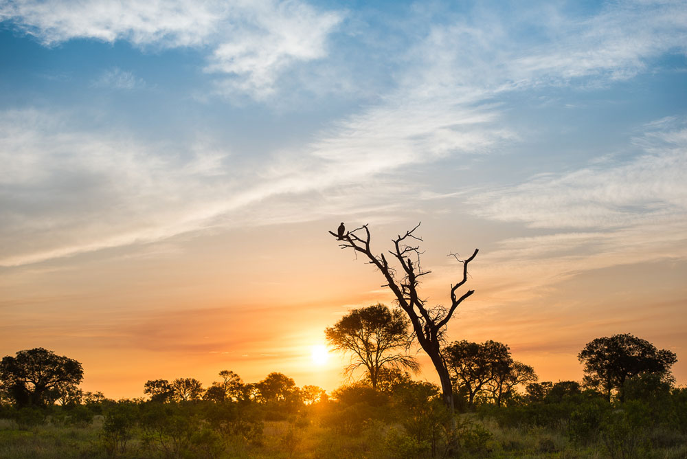 Mike Palmer Steppe Eagle Sunset Mike Palmer Steppe Eagle Sunset