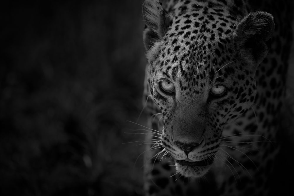Monochrome Monday 2 Monochrome Monday 2