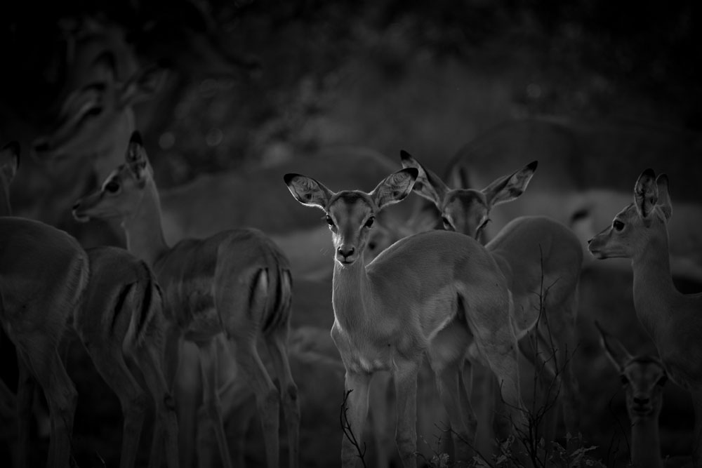 Monochrome Monday 3 Monochrome Monday 3