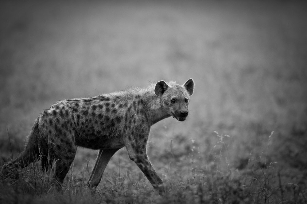 Monochrome Monday 4 Monochrome Monday 4