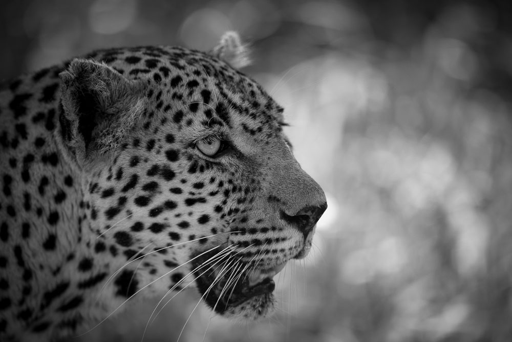 Monochrome Monday 5 Monochrome Monday 5