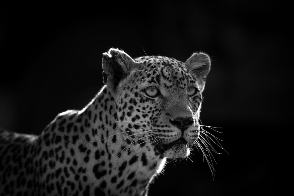 Monochrome Monday 6 Monochrome Monday 6