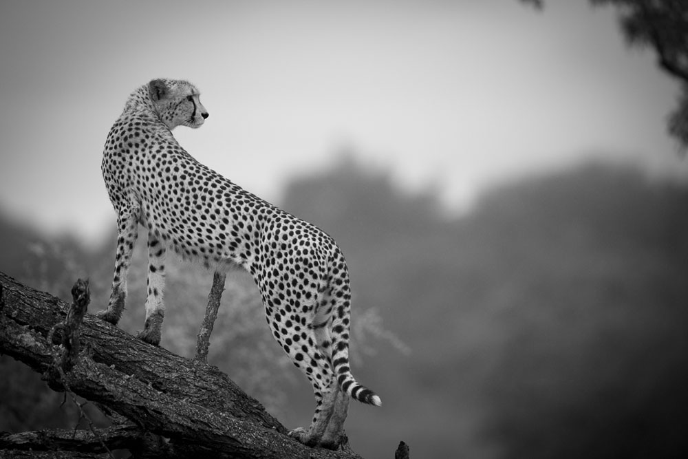 Monochrome Monday 7 Monochrome Monday 7