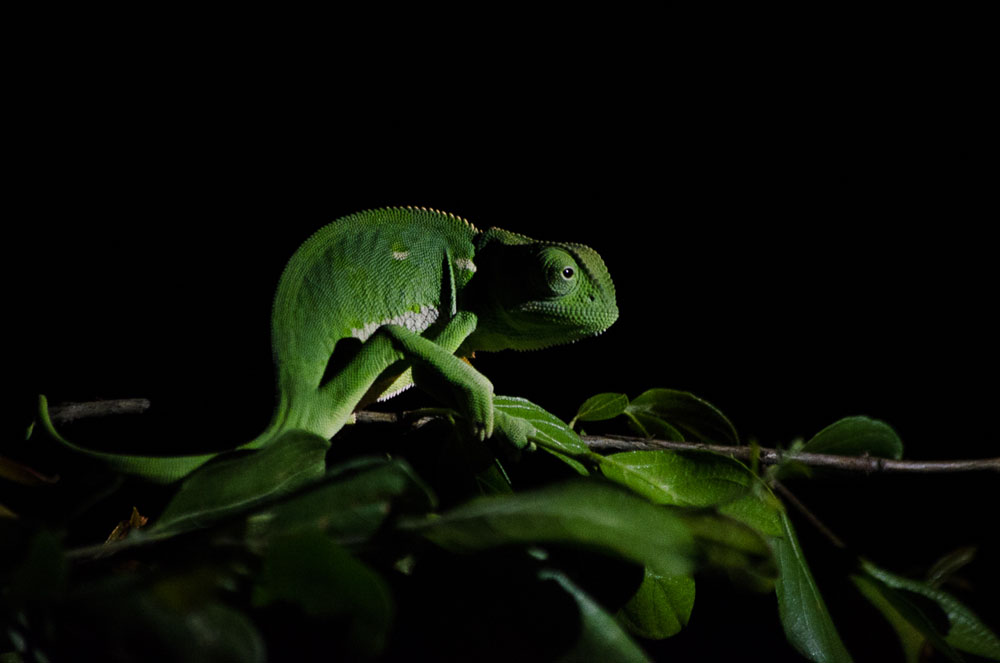 Photo Steve CHameleon Photo Steve CHameleon