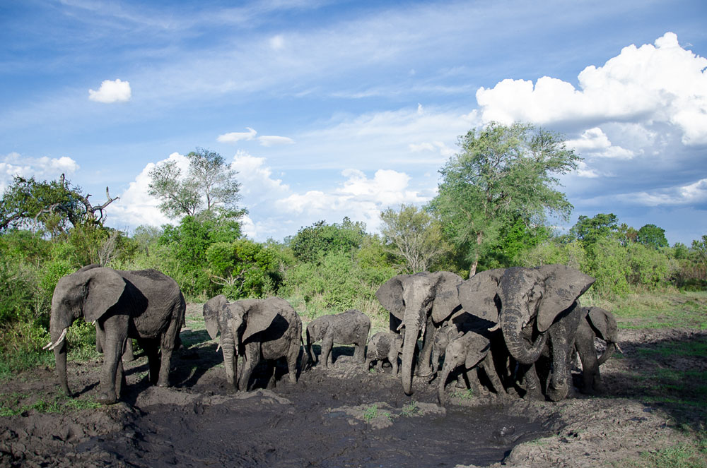 Photo Steve Elephant Herd Photo Steve Elephant Herd