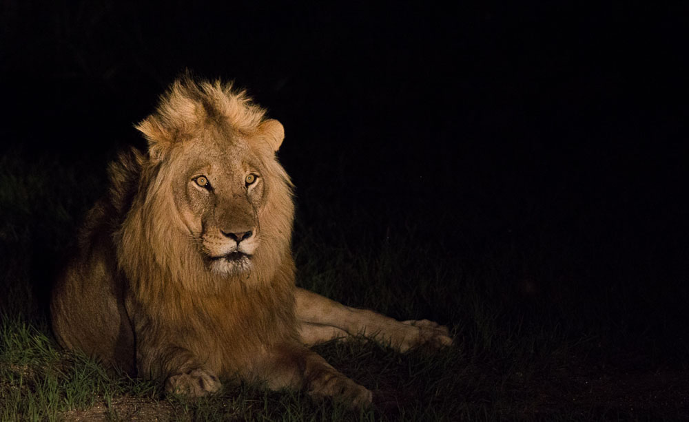 Styx Male.Franna 1 Of 1