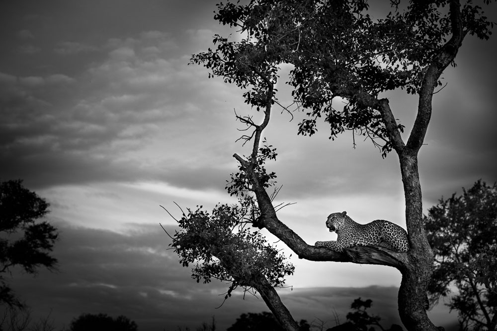 Lance Monochrome Monday 10 Lance Monochrome Monday 10