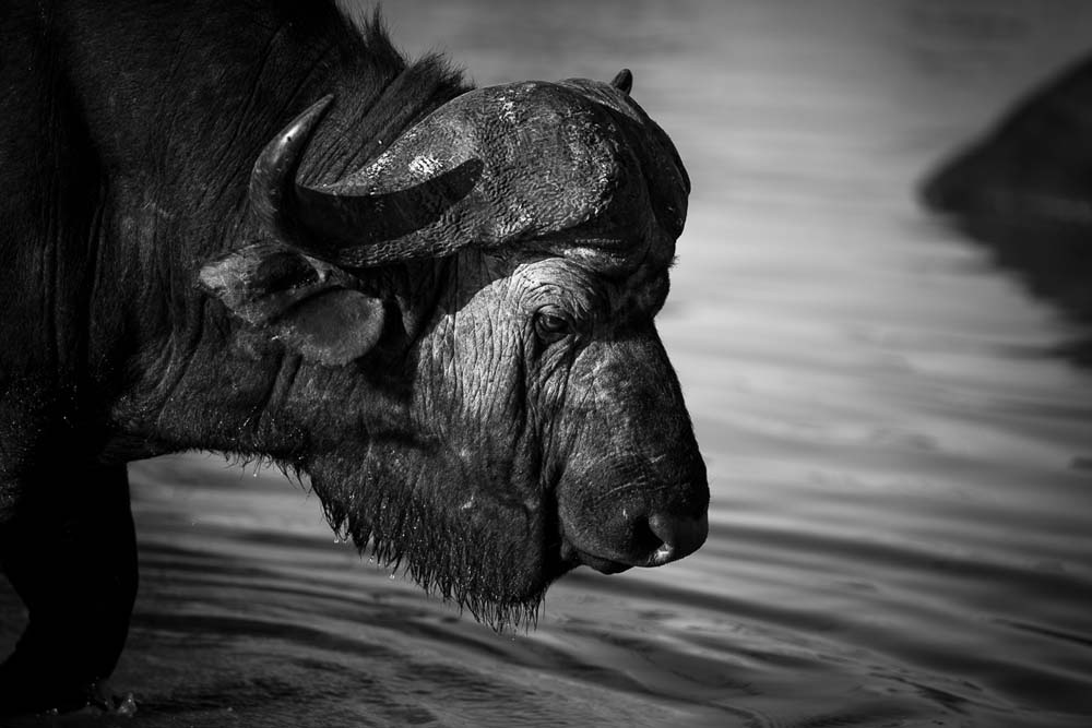 Lance Monochrome Monday Buffalo 1 Lance Monochrome Monday Buffalo 1
