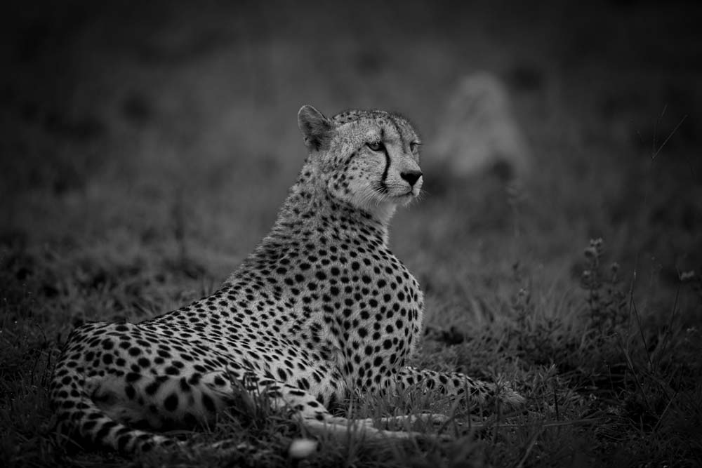 Lance Monochrome Monday Cheetah 1 Lance Monochrome Monday Cheetah 1