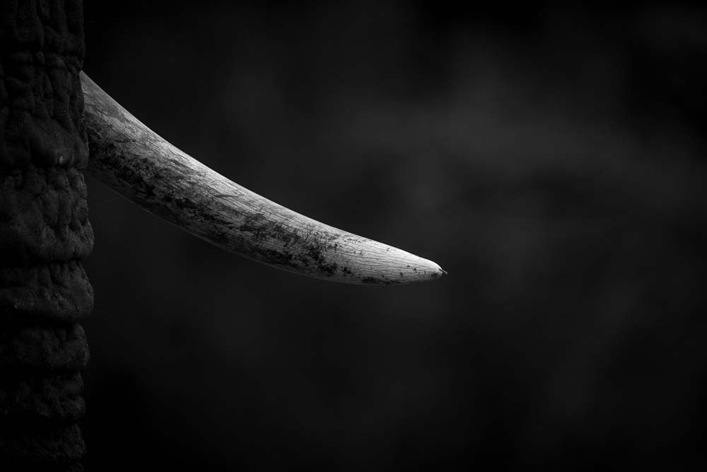 Lance Monochrome Monday Tusk 1 Lance Monochrome Monday Tusk 1