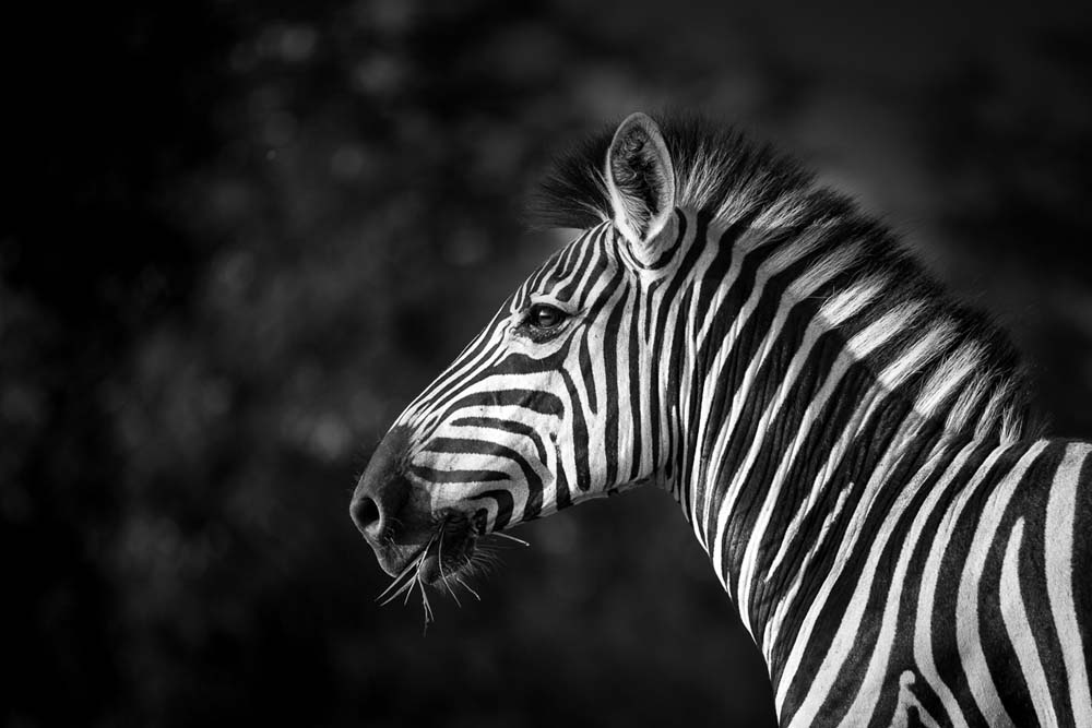 Lance Monochrome Monday Zebra 1 Lance Monochrome Monday Zebra 1