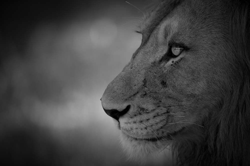 Lance Monochrome Monday Lion 7 Lance Monochrome Monday Lion 7
