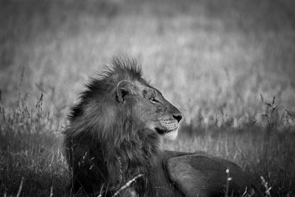 Lance Monochrome Monday Lion 9 Lance Monochrome Monday Lion 9