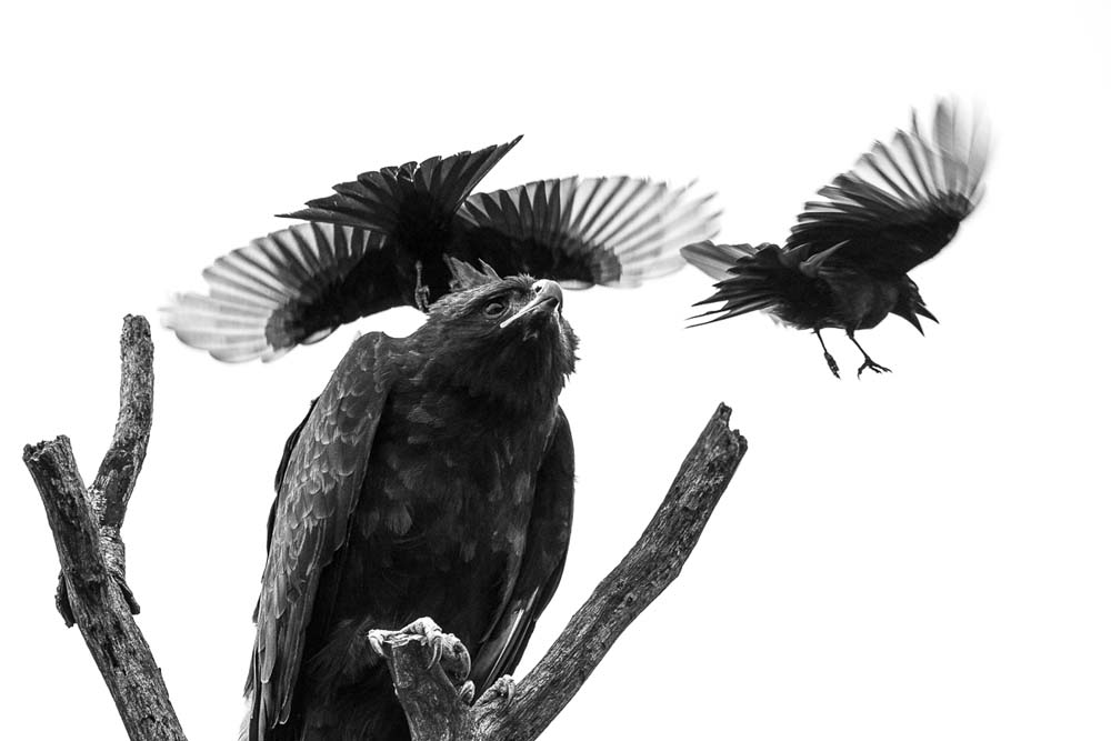 Lance Monochrome Monday Mob 1 Lance Monochrome Monday Mob 1