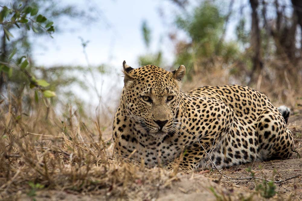 Maxabeni Kosie Maxabeni Kosie