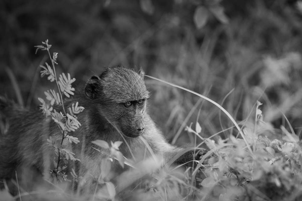 Mike Palmer Baboon Mike Palmer Baboon
