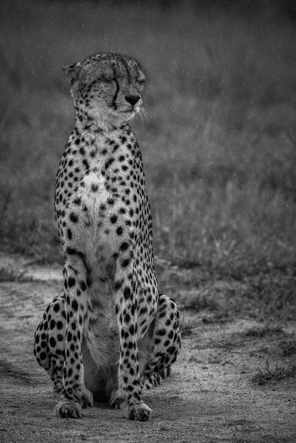 Mike Palmer Cheetah Rain Mike Palmer Cheetah Rain