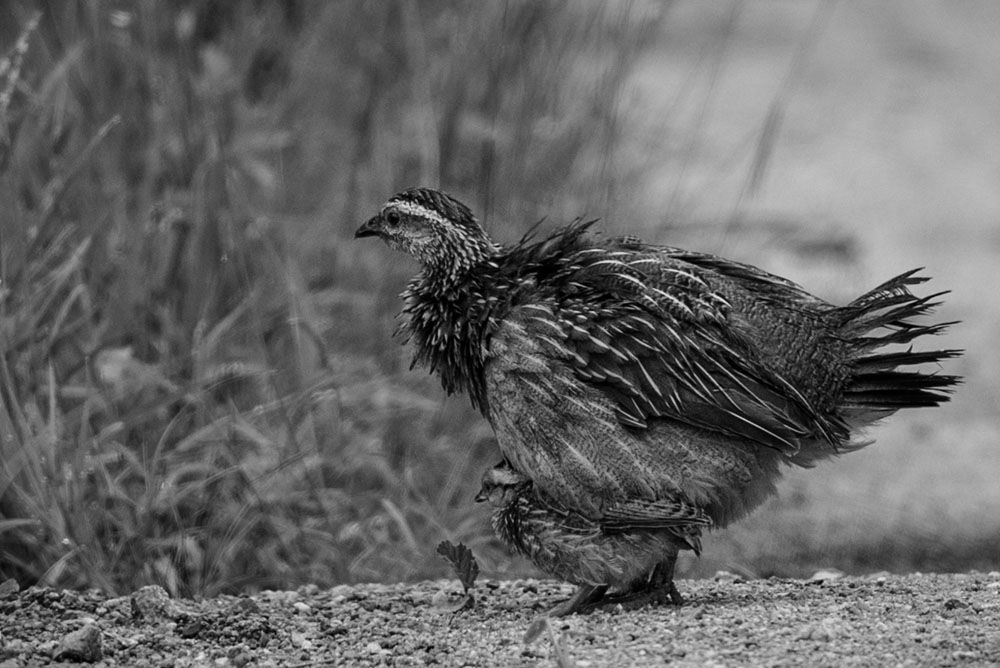 Mike Palmer Crested Francolin Mike Palmer Crested Francolin