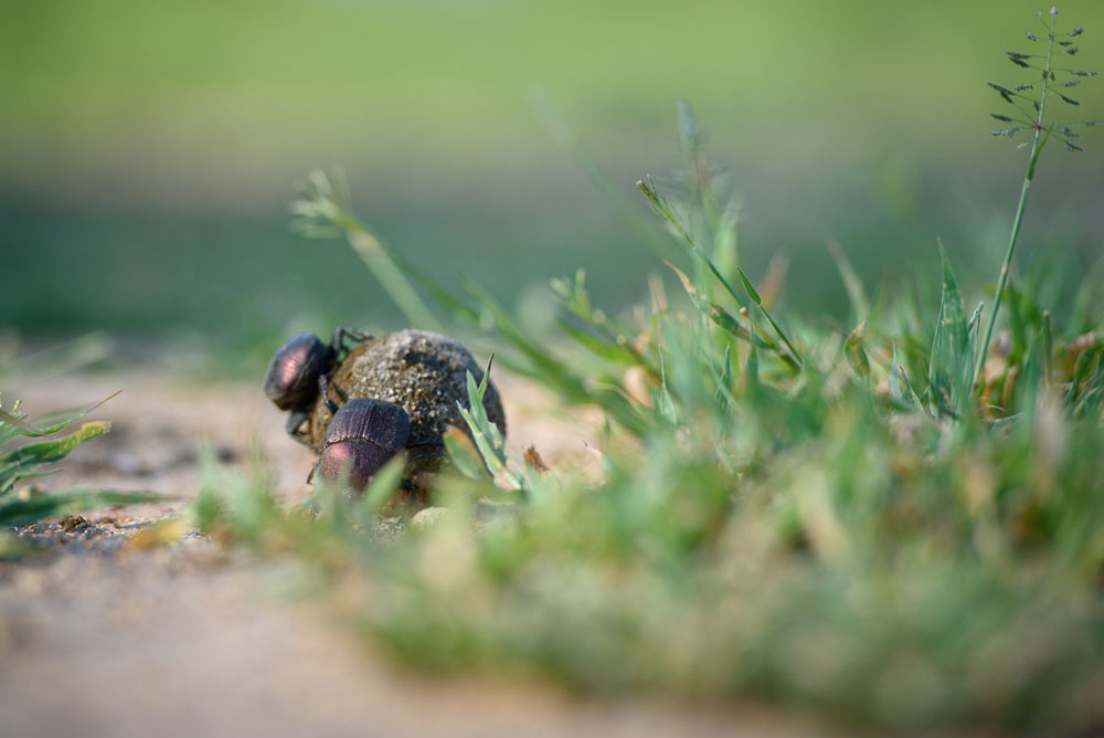 Mike Palmer Dung Beetle Mike Palmer Dung Beetle