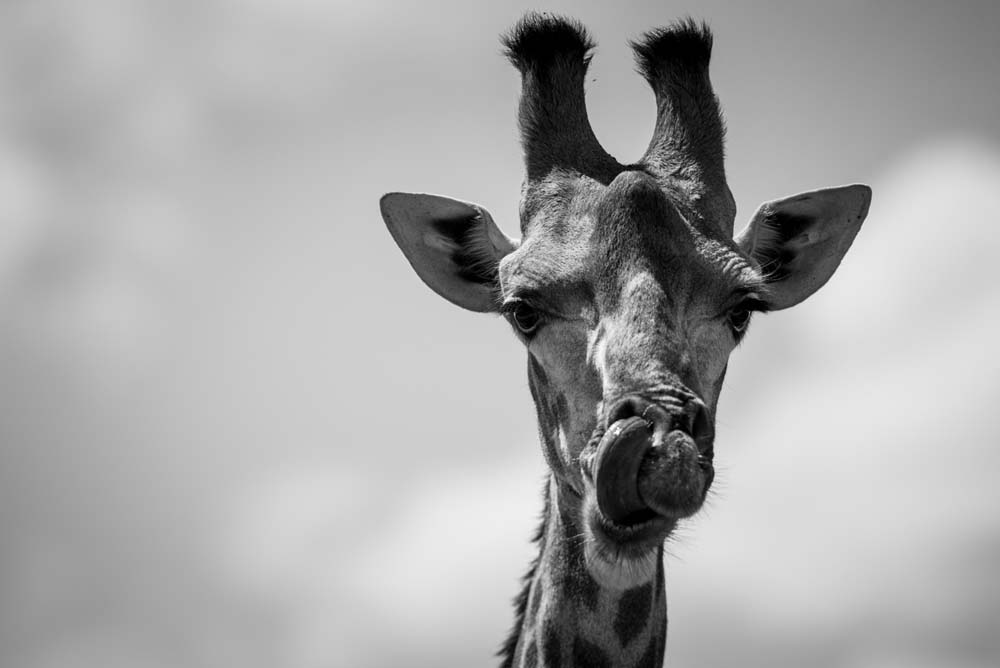 Mike Palmer Giraffe Tongue Mike Palmer Giraffe Tongue