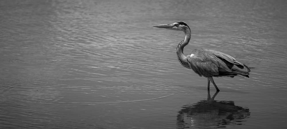 Mike Palmer Grey Heron Mike Palmer Grey Heron