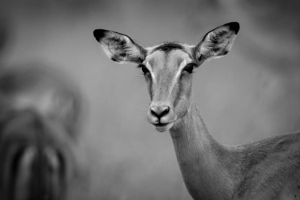 Mike Palmer Impala Mike Palmer Impala