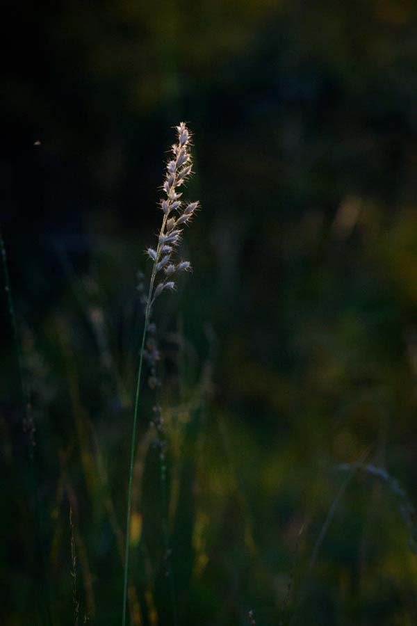 Mike Palmer Love Grass Sunset 1 Mike Palmer Love Grass Sunset 1
