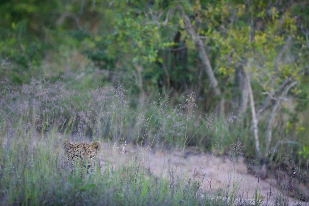 Mike Palmer Maxabeni1