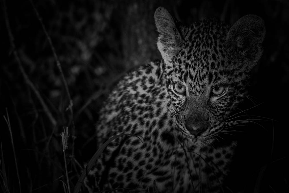 Mike Palmer Nottins Cub Mike Palmer Nottins Cub