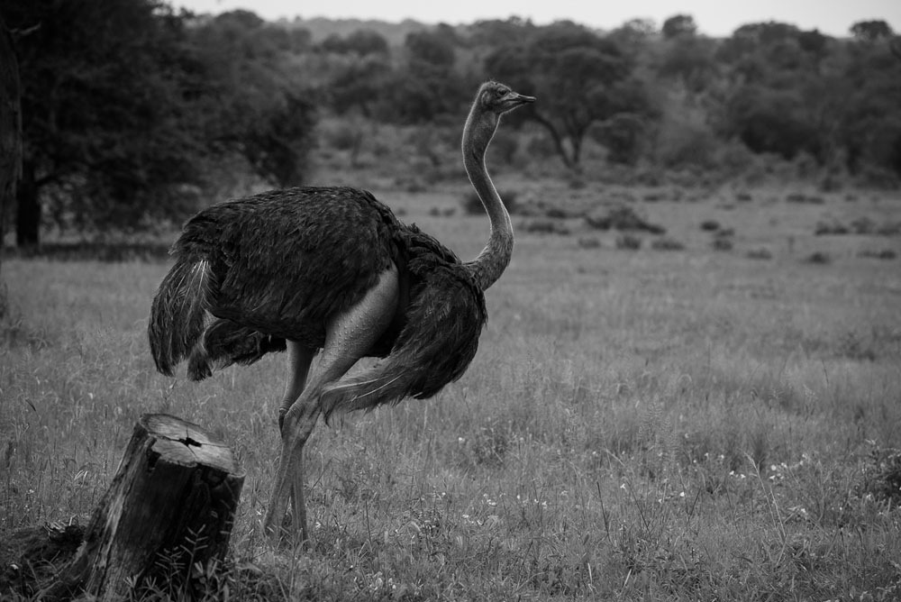 Mike Palmer Ostrich 1 Mike Palmer Ostrich 1