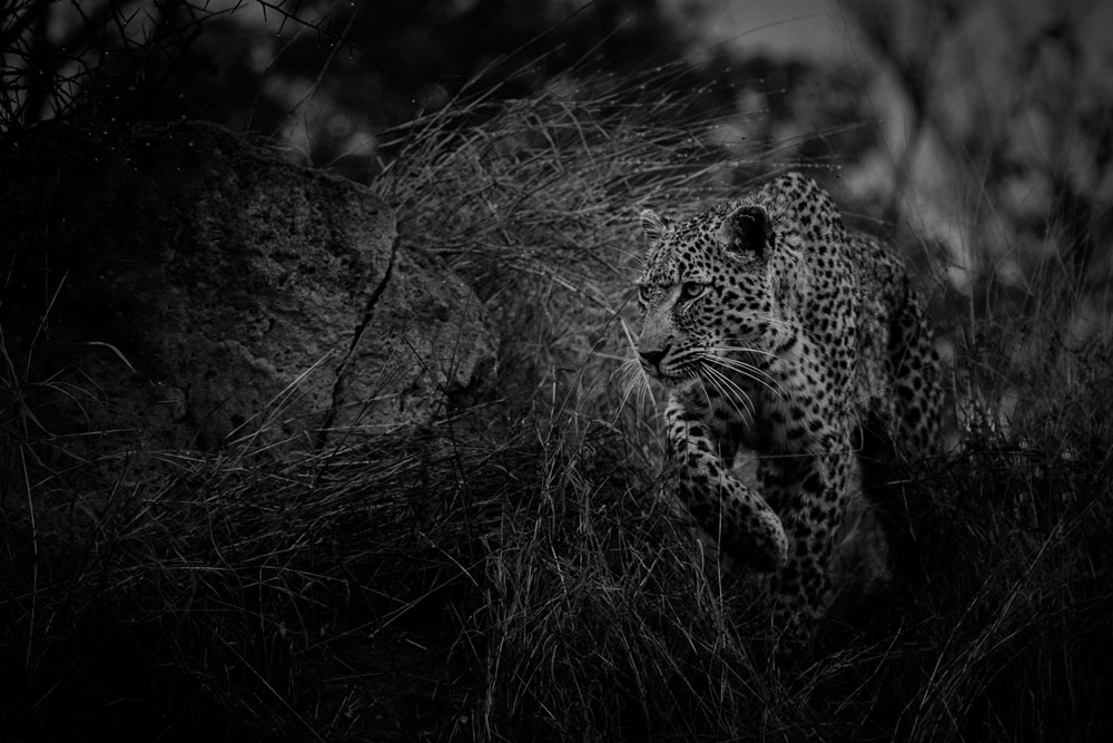 Mike Palmer Warthog Wallow 1 Mike Palmer Warthog Wallow 1
