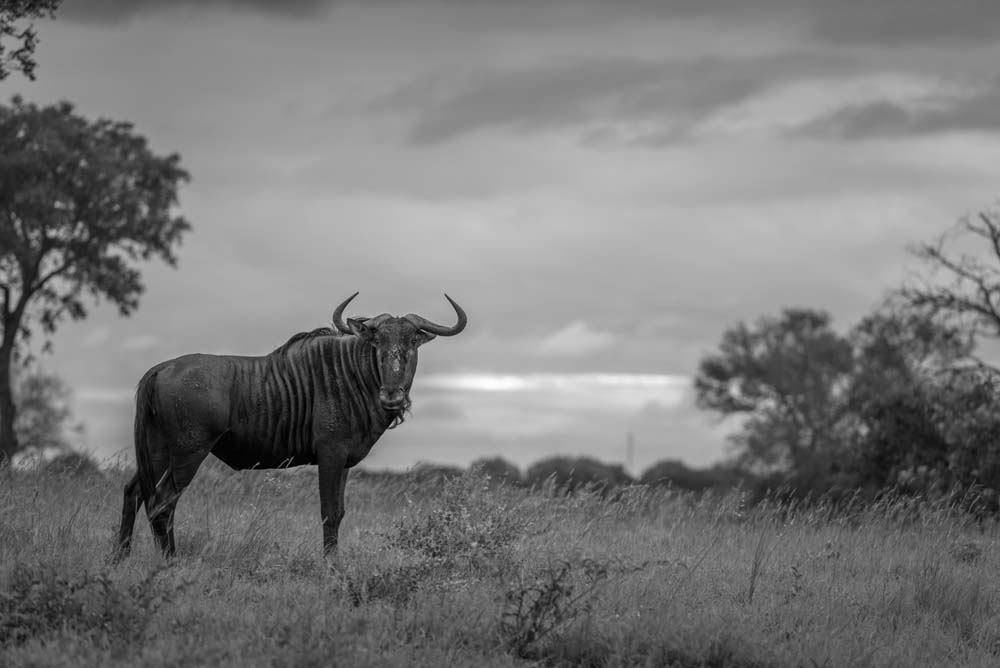 Mike Palmer Wildebeest Mike Palmer Wildebeest
