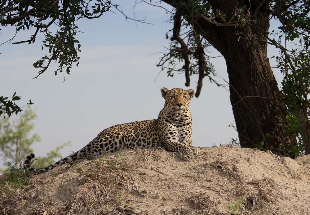 Nottins Kosie Nottins Kosie