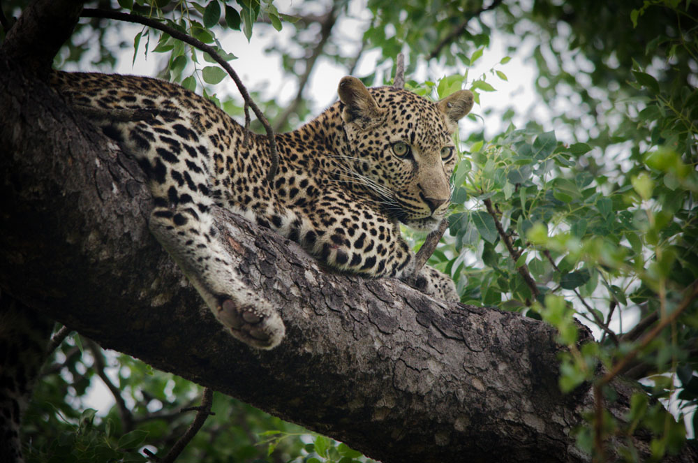 Photo Steve Tortilis3