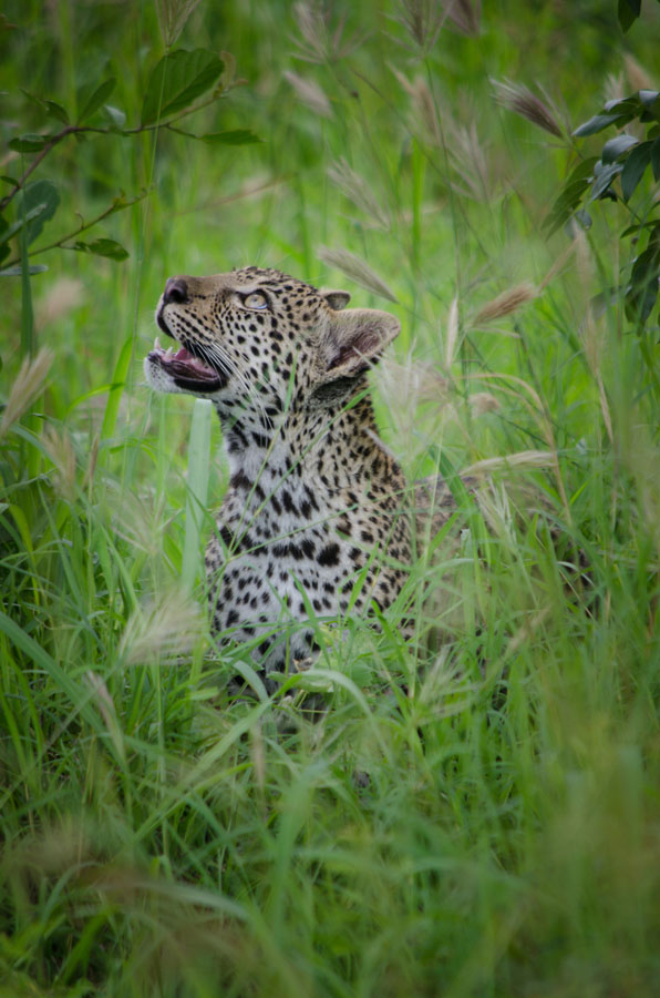 Photo Steve Cub Photo Steve Cub