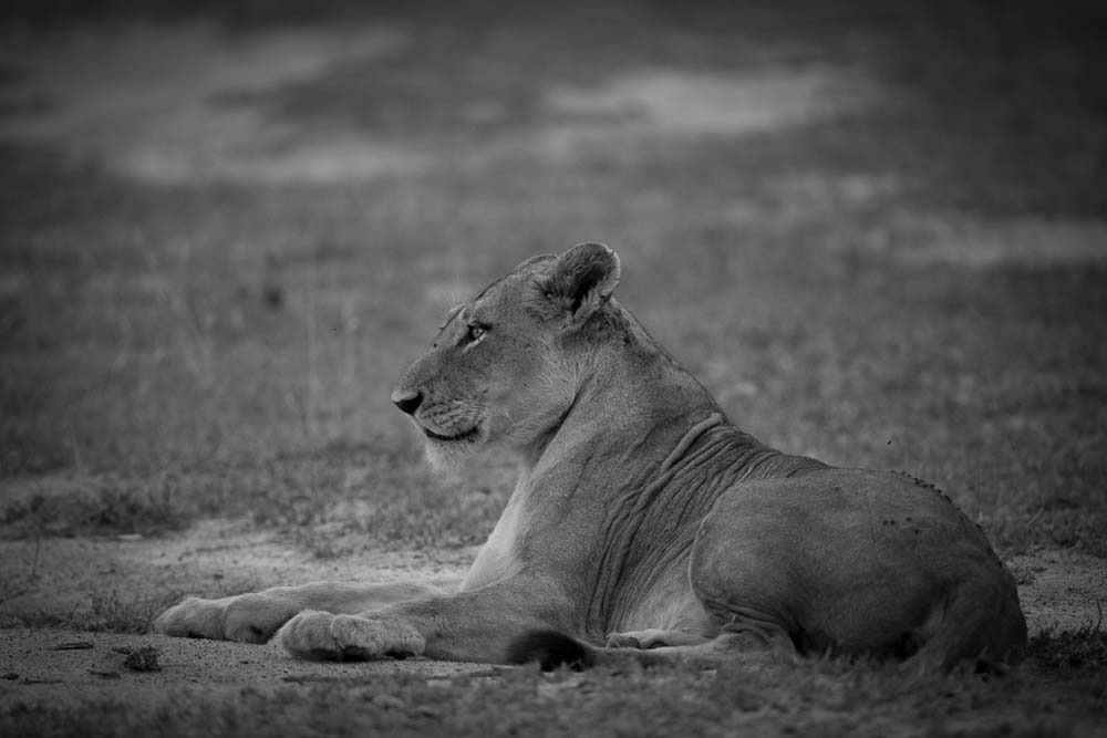 Lance Monochrome Monday 10 Lance Monochrome Monday 10