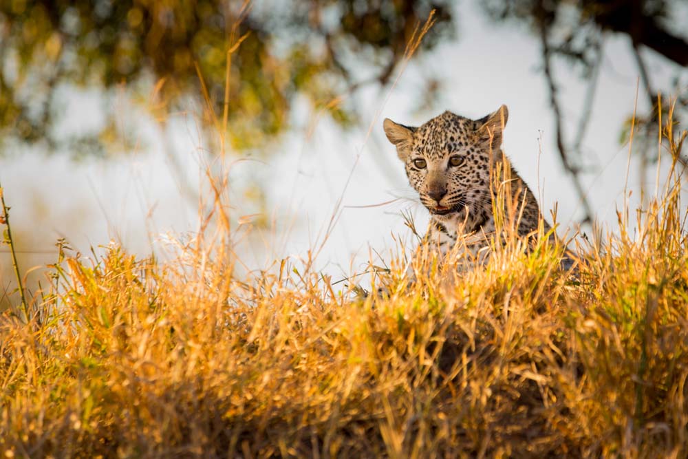 Little Bush Cub 02 Little Bush Cub 02