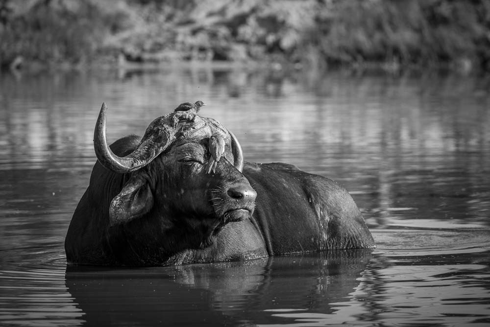 Mike Palmer Buff Bull Mike Palmer Buff Bull