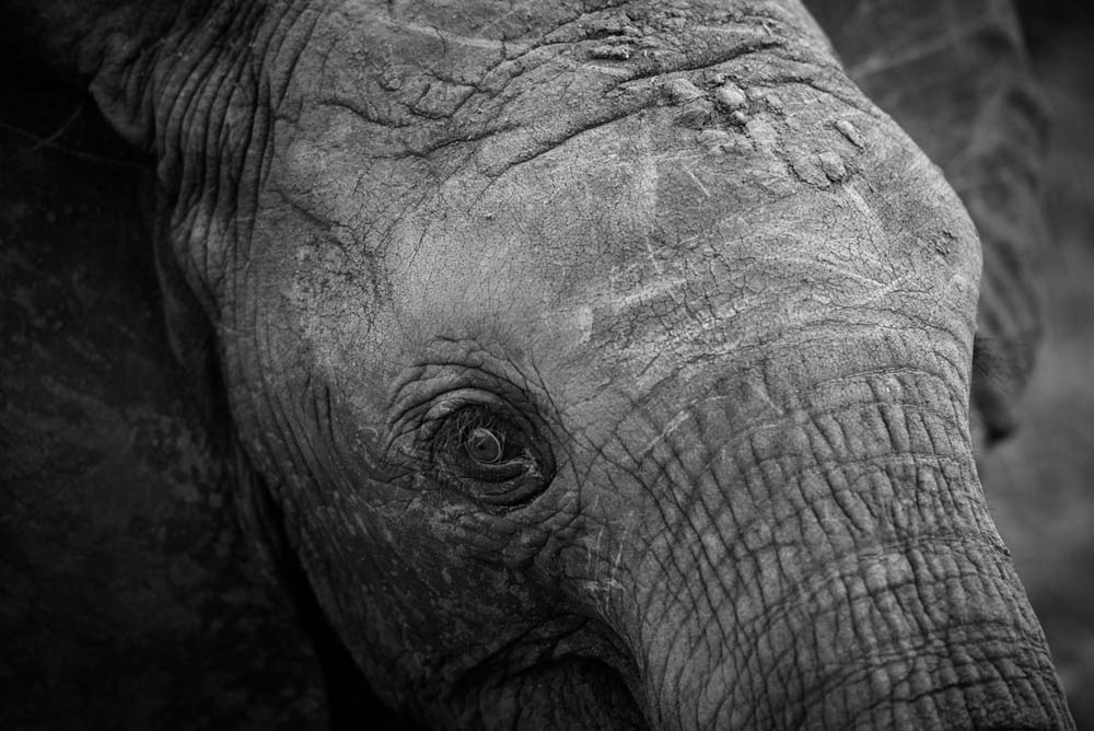 Mike Palmer Ellie Close Up Mike Palmer Ellie Close Up