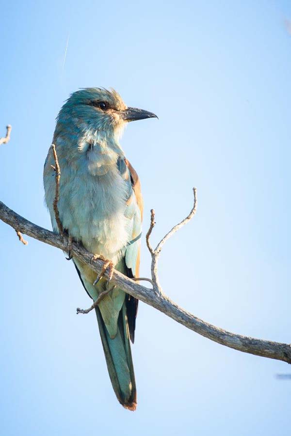 Mike Palmer European Roller Mike Palmer European Roller