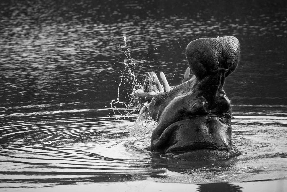 Mike Palmer Hippo Mike Palmer Hippo