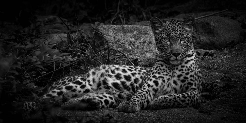 Mike Palmer LBC Cub 2 Mike Palmer LBC Cub 2