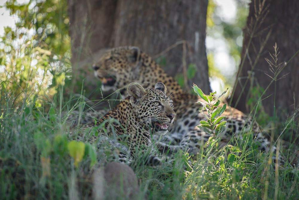 Mike Palmer Nottins Cub 2